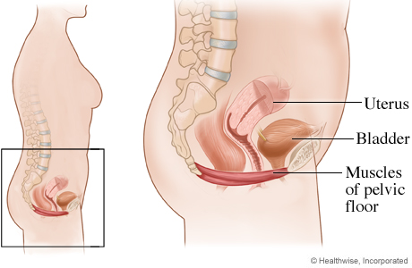 Physiotherapy interventions for women with pelvic floor disorders: A literature review